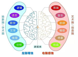 全腦開發訓練 把握孩子一生唯一的機會